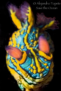 Nudibranch on Black, Puerto Vallarta Mexico by Alejandro Topete 